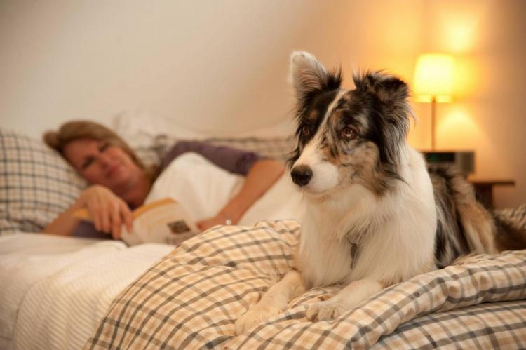 Almost one third of pets sleep with their owners