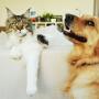 Cats and dogs can be friends