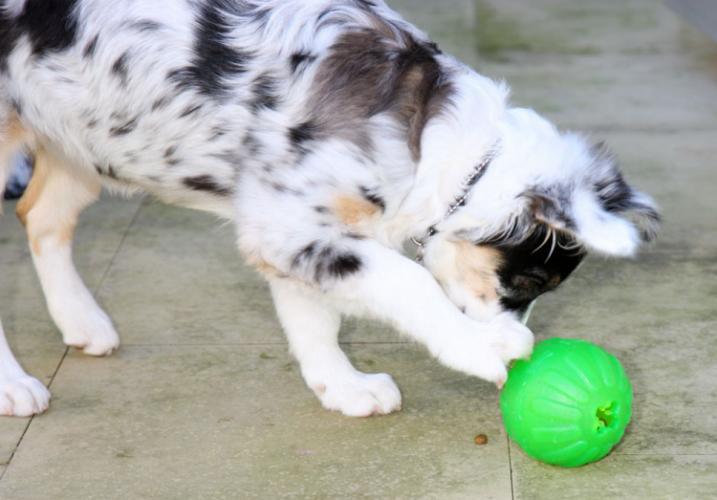 Interactive toys help keep pets entertained