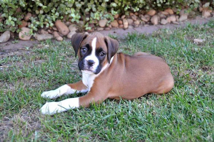 Megs at 8 weeks