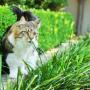 Cat in the garden