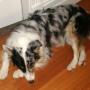 Dogs can sleep up tp 14 hours a day