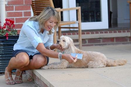 Grooming a Dog