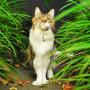 Cat in the garden