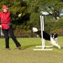 Dogs enjoy agility training