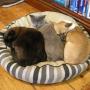 Cats and dogs can live together harmoniously