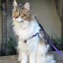 Cat on leash