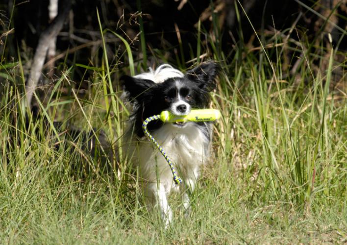 Dogs love to fetch