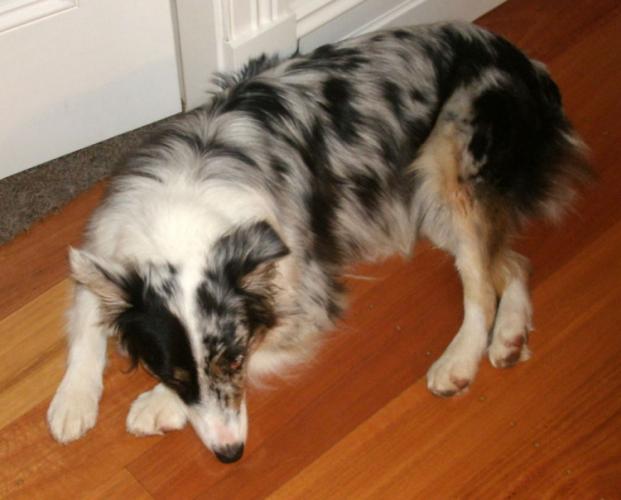 Dogs can sleep up tp 14 hours a day
