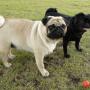 Pugs are great city pets