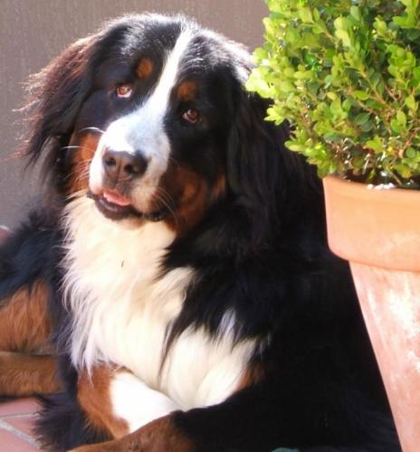 Bernese Mountain Dog