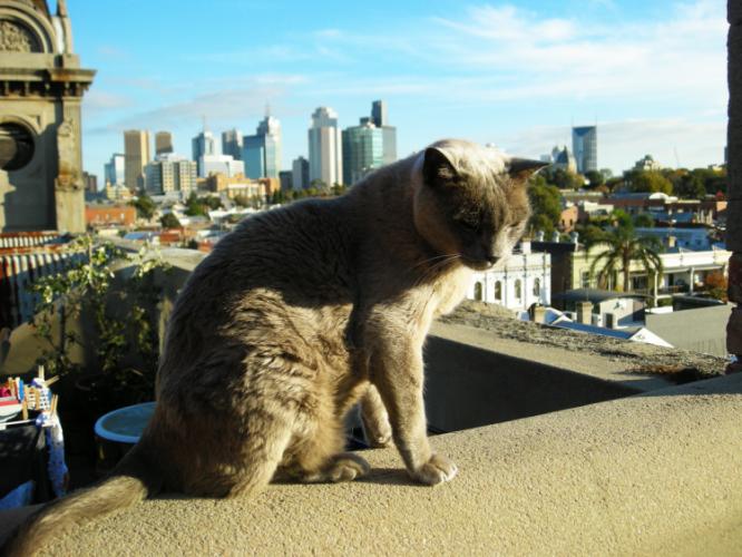 Cat on rooftop