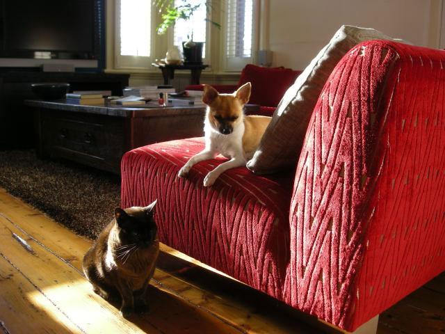 Dogs and Cats can be Friends
