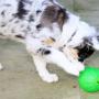 Interactive toys help keep pets entertained