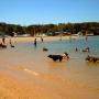 Designated dog beaches allow owners and their dogs to cool off
