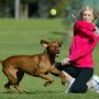Playing Ball at the Park