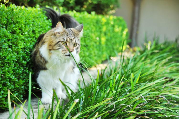 Cat in the garden