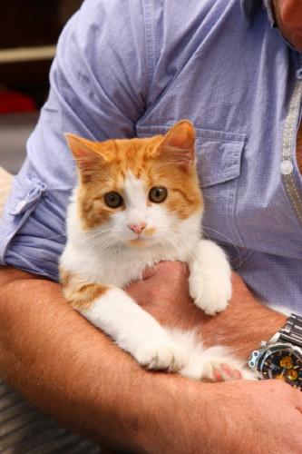 Cat with Owner