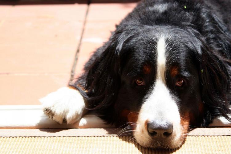 Bernese Puppy