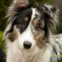 Always identify your pet with a collar and a tag