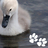 RSPCA ACT
