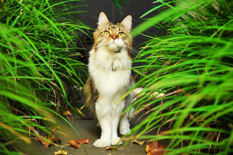 Cat in the garden