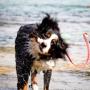Bernese shaking off water at the beach