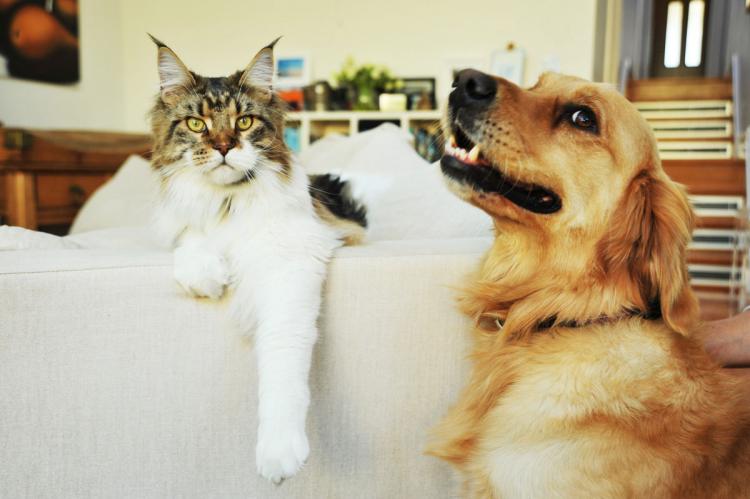 Cats and dogs can be friends