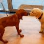 Early socialisation is important for puppies