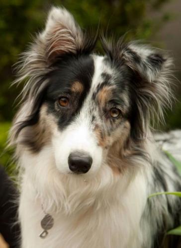 Always identify your pet with a collar and a tag