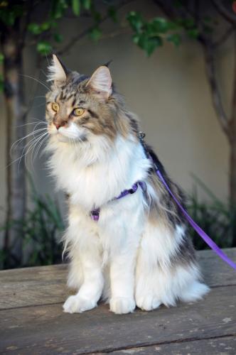 Cat on leash