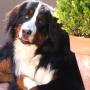 Bernese Mountain Dog