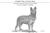 Australian Stumpy Tail Cattle Dog