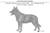 Australian Kelpie