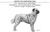 Anatolian Shepherd Dog