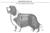 Bearded Collie