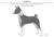 Basenji