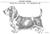 Basset Hound