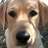 AustinPaws