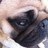 Meatball the Pug
