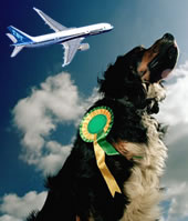 dog-show-1
