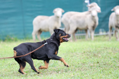 HERDING-Rottie-Herding