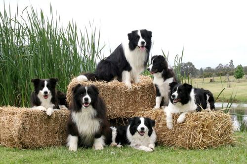 BREEDING-LANDING-PAGE-dogs-nsw-003_3
