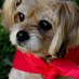 Dog Rescue Newcastle