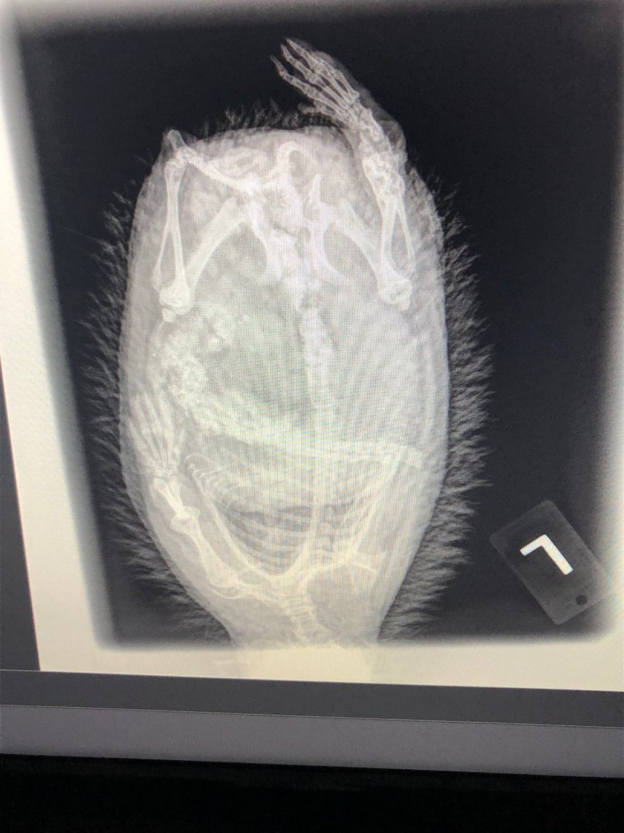 Picture shows Hedgehog X ray - not really straight but we were looking at his leg!