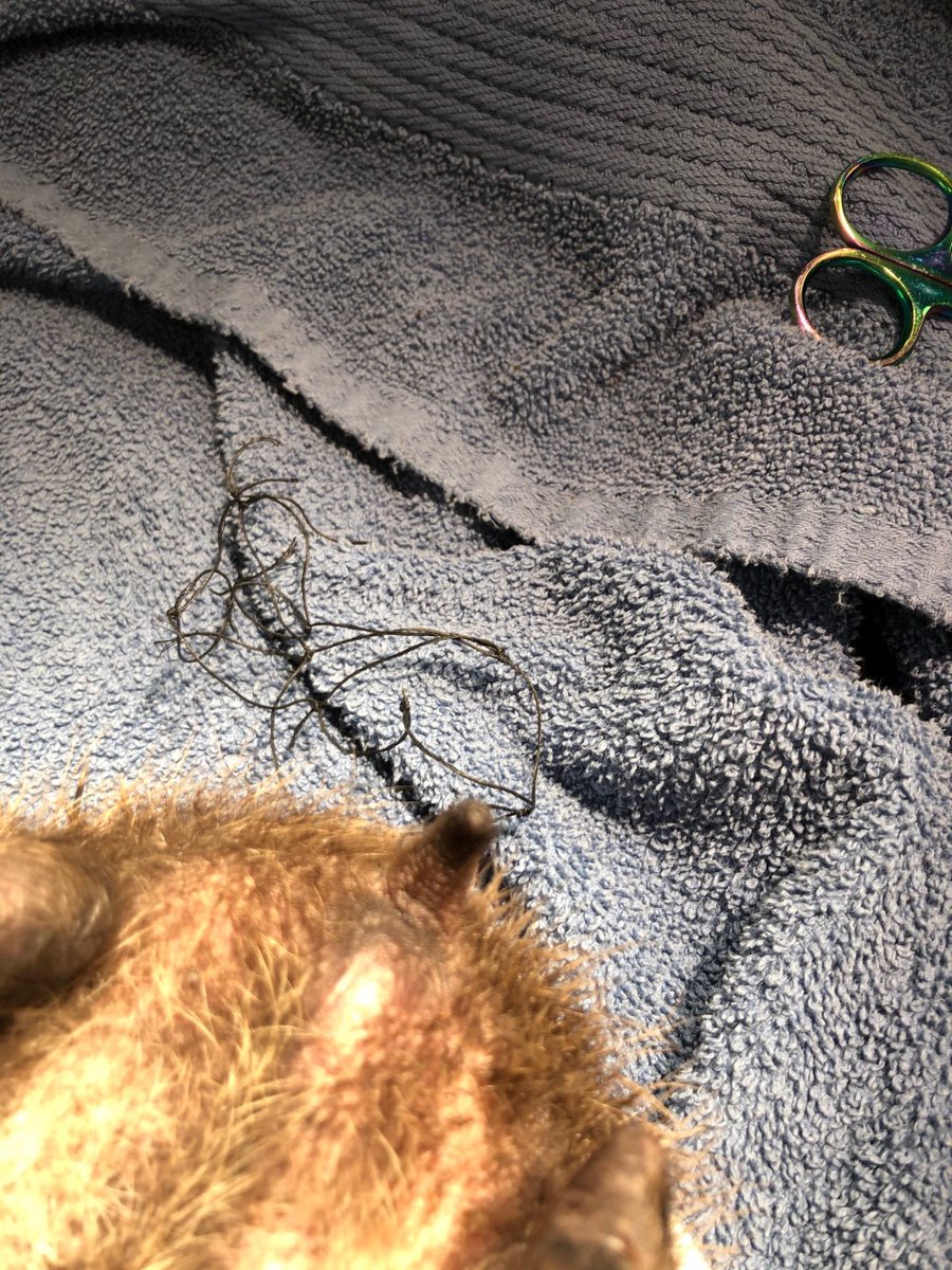Picture shows anesthetised Hedgehog with offending Badminton net