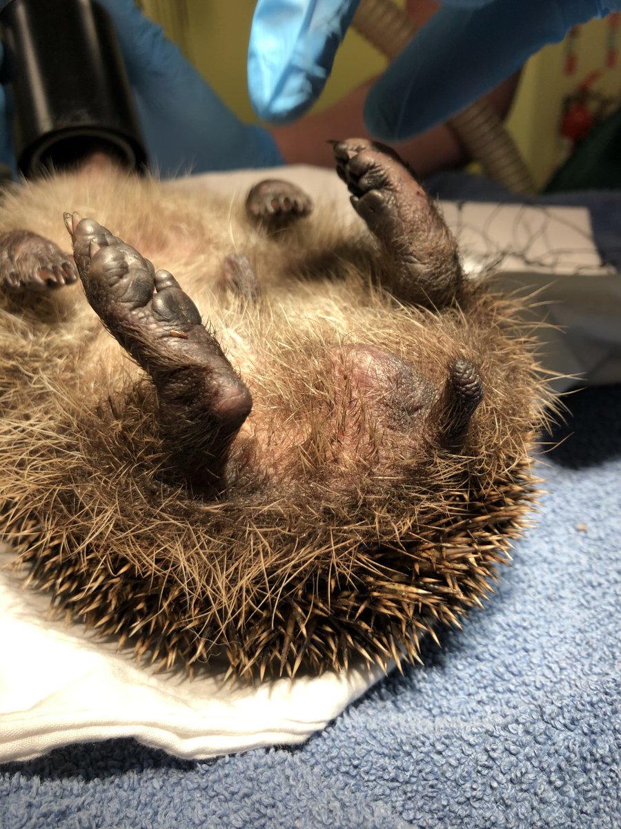 Picture shows anesthetised Hedgehog upside down